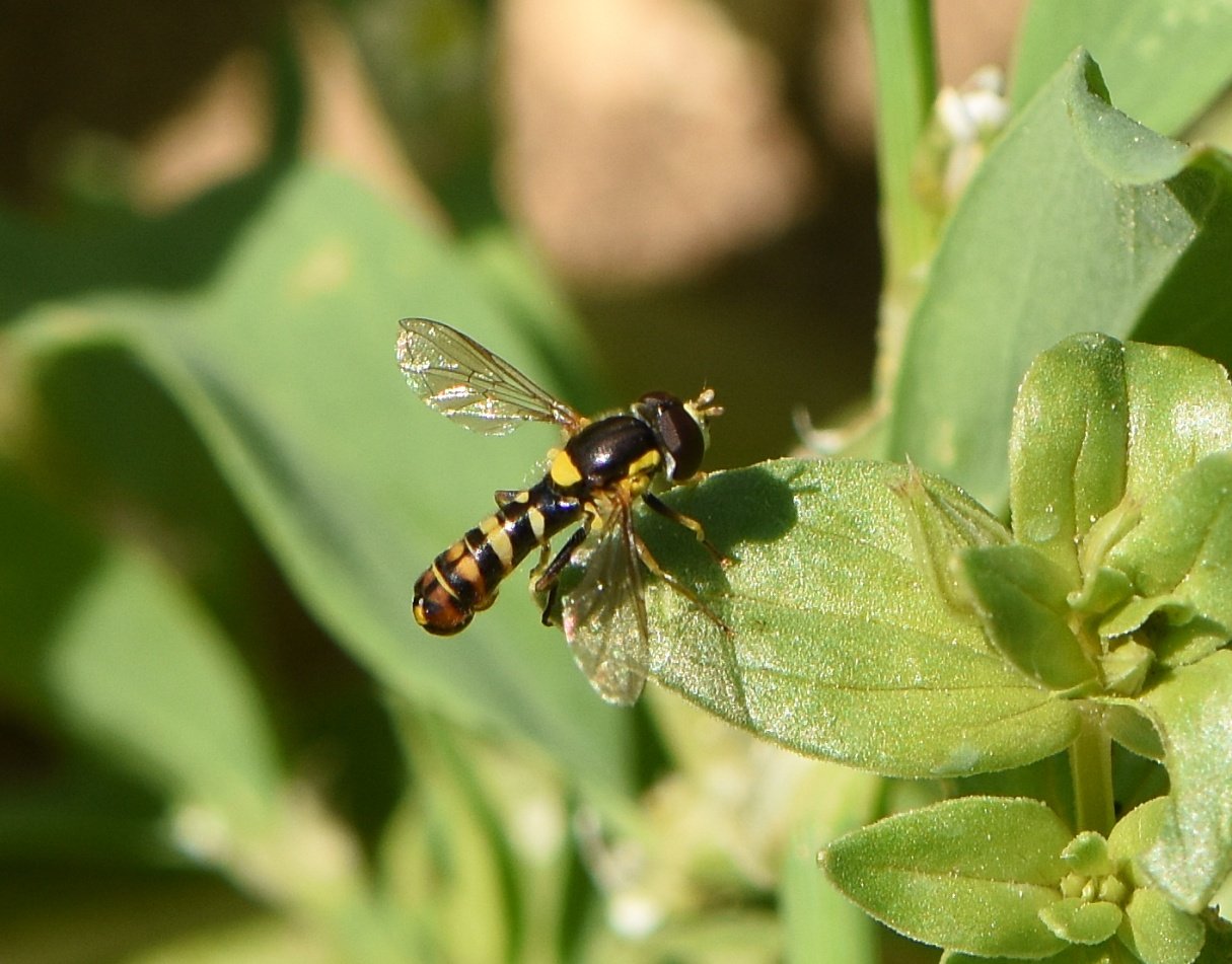 Maxime Zucca - Sphaerophoria rueppelli - réf. 317848 (1215 x 951 pixels, 164 ko)